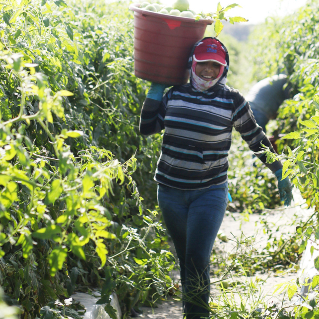 A farmworker carries a bushel of vegetables on her shoulder.