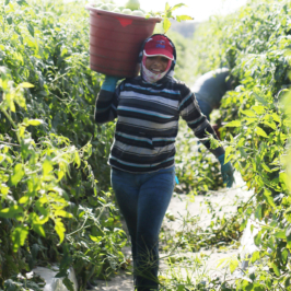 A farmworker carries a bushel of vegetables on her shoulder.